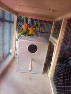 king fisher breeder pair with wooden cage and breeding box