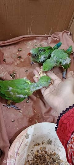 green ringneck chicks