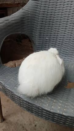 Angora