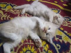 parsian babycat