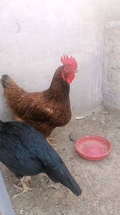 Australorp heritage Rir Heritage golden buff