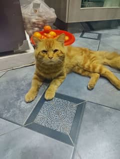 Single coated ginger cat