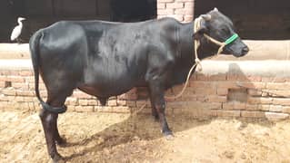 Qurbani