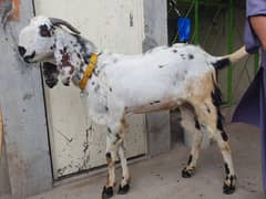 Desi bakra for urgent sale