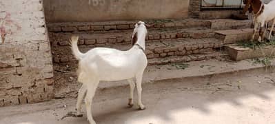 4 bakre 2 dant khassi ha  height wale hai or weight me bhi ache hai