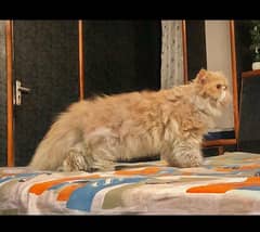 Adult Cats + Kitten