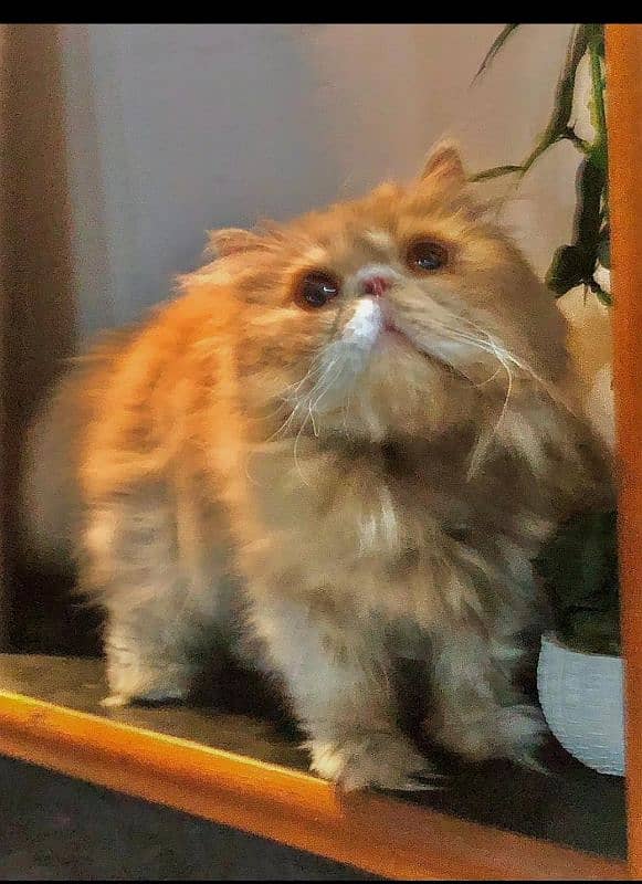 Adult Cats + Kitten 1