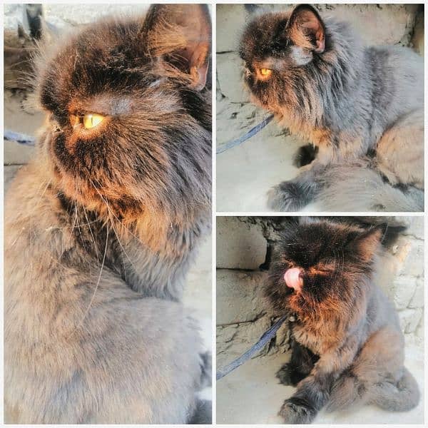 Adult Cats + Kitten 2