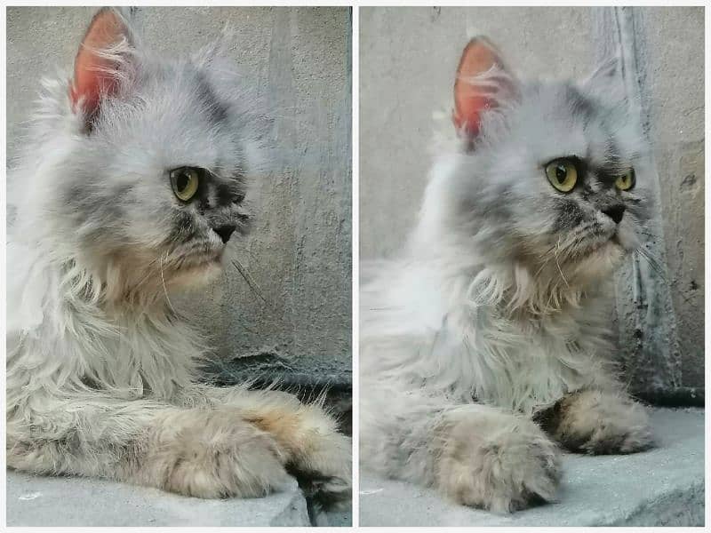 Adult Cats + Kitten 4