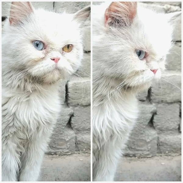 Adult Cats + Kitten 5