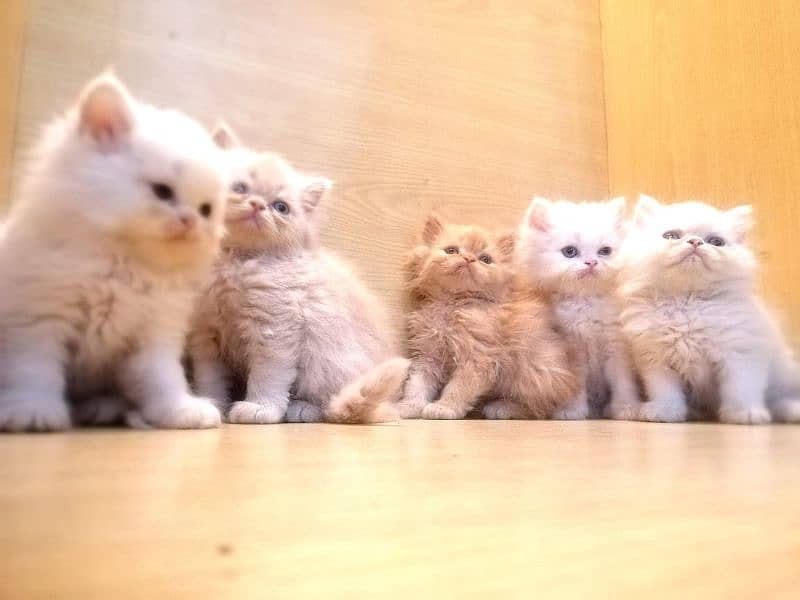 Adult Cats + Kitten 6