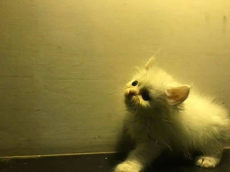 Adult Cats + Kitten 7