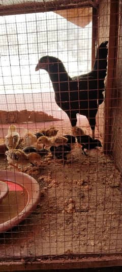 1 Black aseel madi or 11 chicks