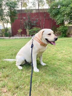 labrador dog male