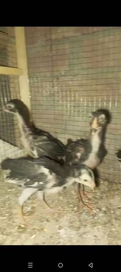 4 chichks for sale