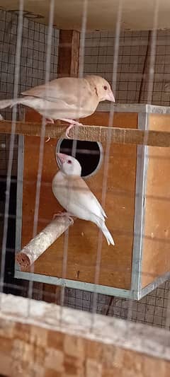 Albino java Red Eyes