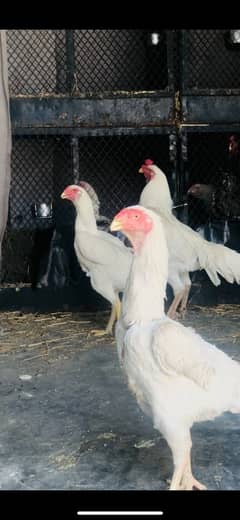 white king Shamo chicks