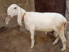 Gulabi Larkana Dumbba