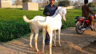 2 Bakre Qurbani Lagne Wala Urgent For Sale/03278290878