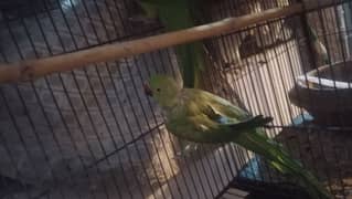 Tanno breeders parrot