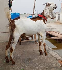Bakra