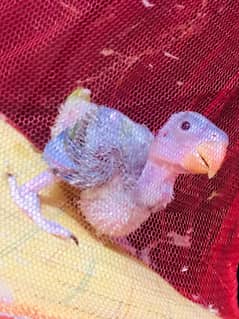 Parrot chicks