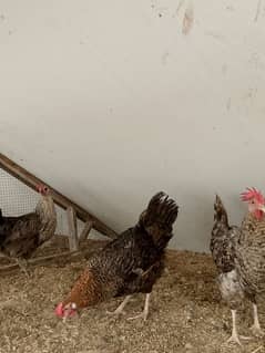 Egg laying hens for sale