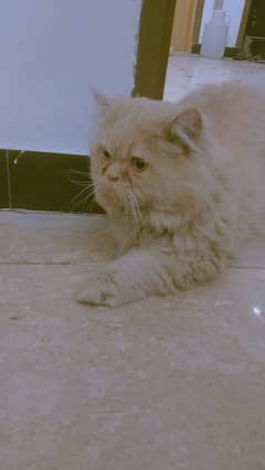 Male Available For Cross