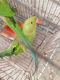 Green Parrot pair