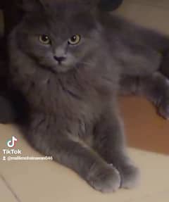 Persian Cat Friendly