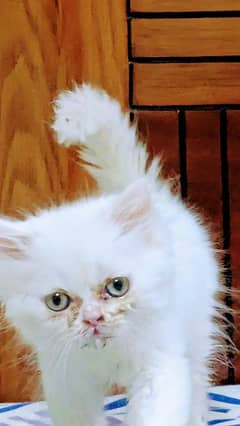 40 days baby female cat triple quote