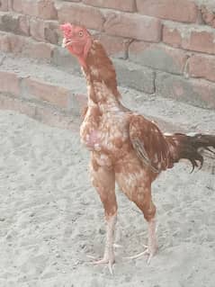 A Male Aseel