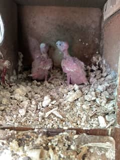 Cocktail Chicks
