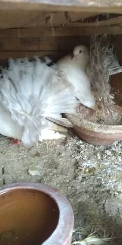 silver tail breeder pair for sale