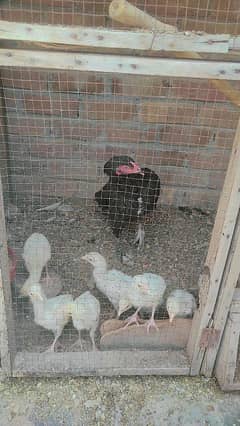 Heera chiks for sale urgent