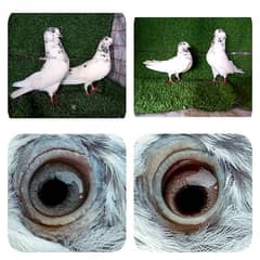 25 pic fancy and flying joro waly pigeon. . . 1000 per pic