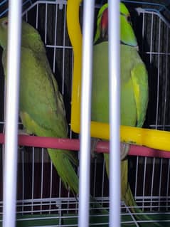 fresh active pair