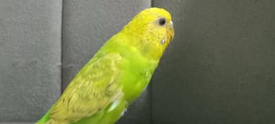 Green budgie