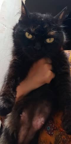 Persian female cat
