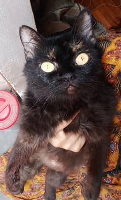Persian