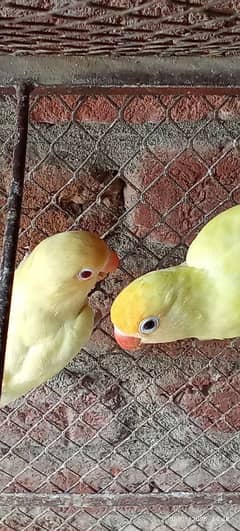 birds. 03060609798