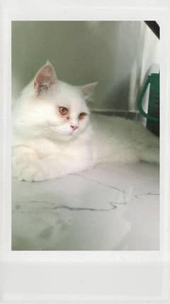 triple coat Persian cat male pure breed