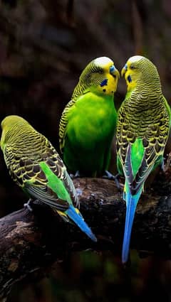 Budgie Parrot For Sale 250 per piece