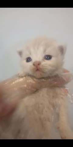 MOTHER