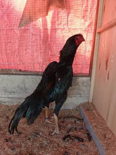 Black  German Shamo Male