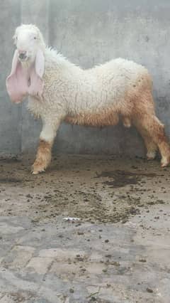 Kajla