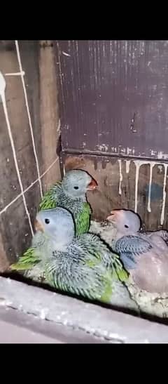 katha chicks age 25 days