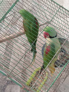 breeder pairs available
