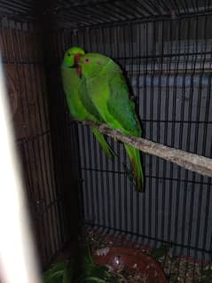 Green parrot breeder pair