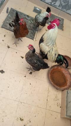 3 female hens 1 male hen +96878281208